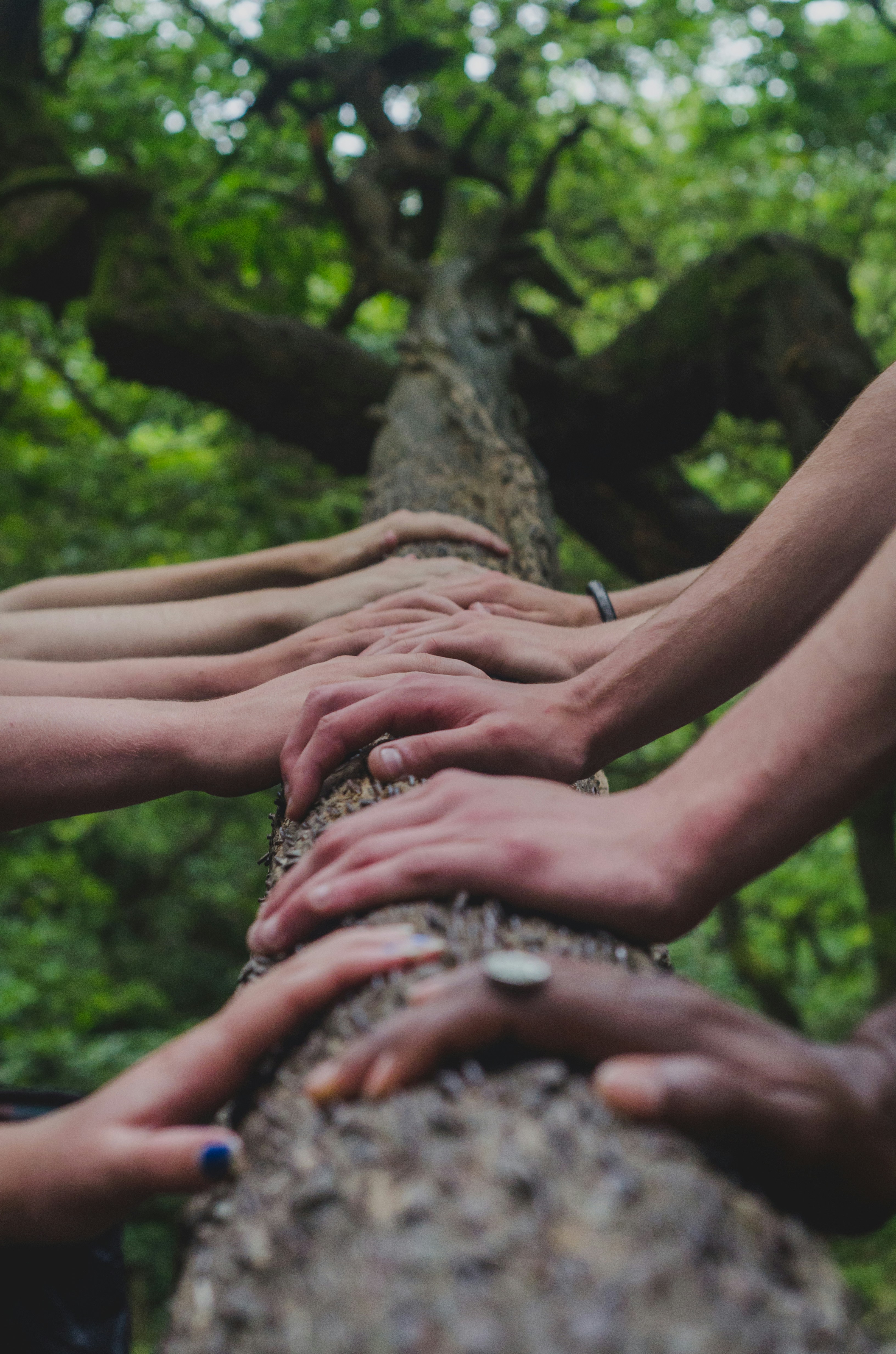 People in support of each other with  their hands laying on the trunk of a tree.